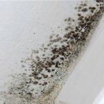 картинка плесень на откосах