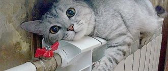 cat on the radiator