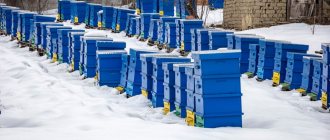 Activities to prepare bees for wintering
