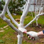 Побелка молодого сада