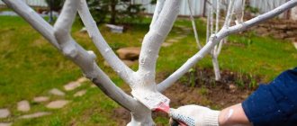 Whitewashing a young garden