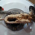 Depending on the water quality, the degree of pollution