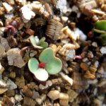 Вермикулит для растений