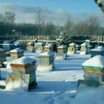 Зимовка пчёл